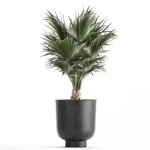 Decorative palm in a Vig Planter flowerpot 837 3D model