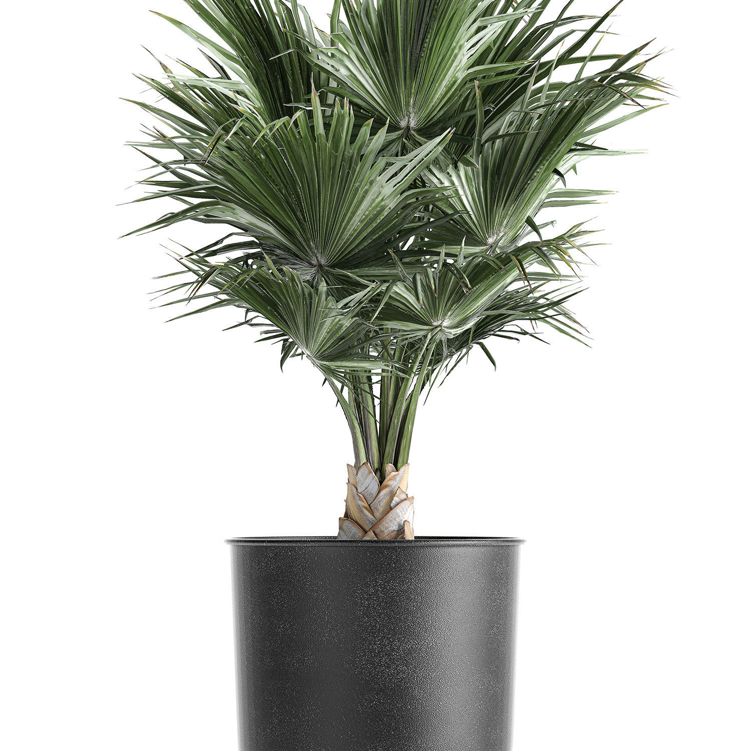 Decorative palm in a Vig Planter flowerpot 837 3D model_4