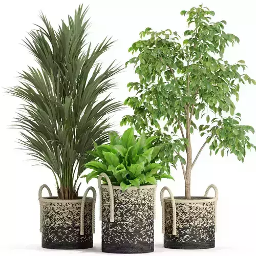 Plants collection 447