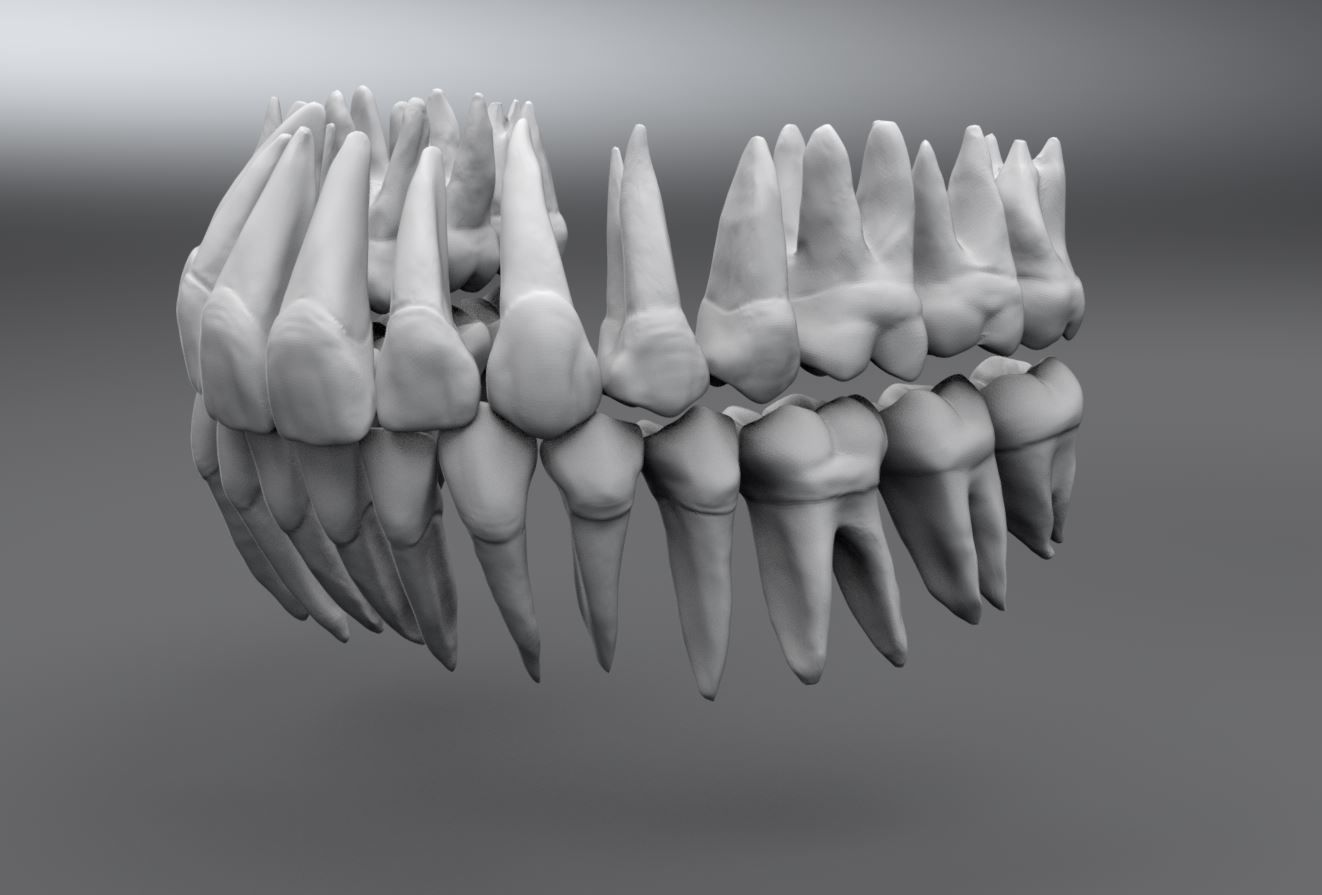 Permanent Teeth with Jaw 3D print model_6