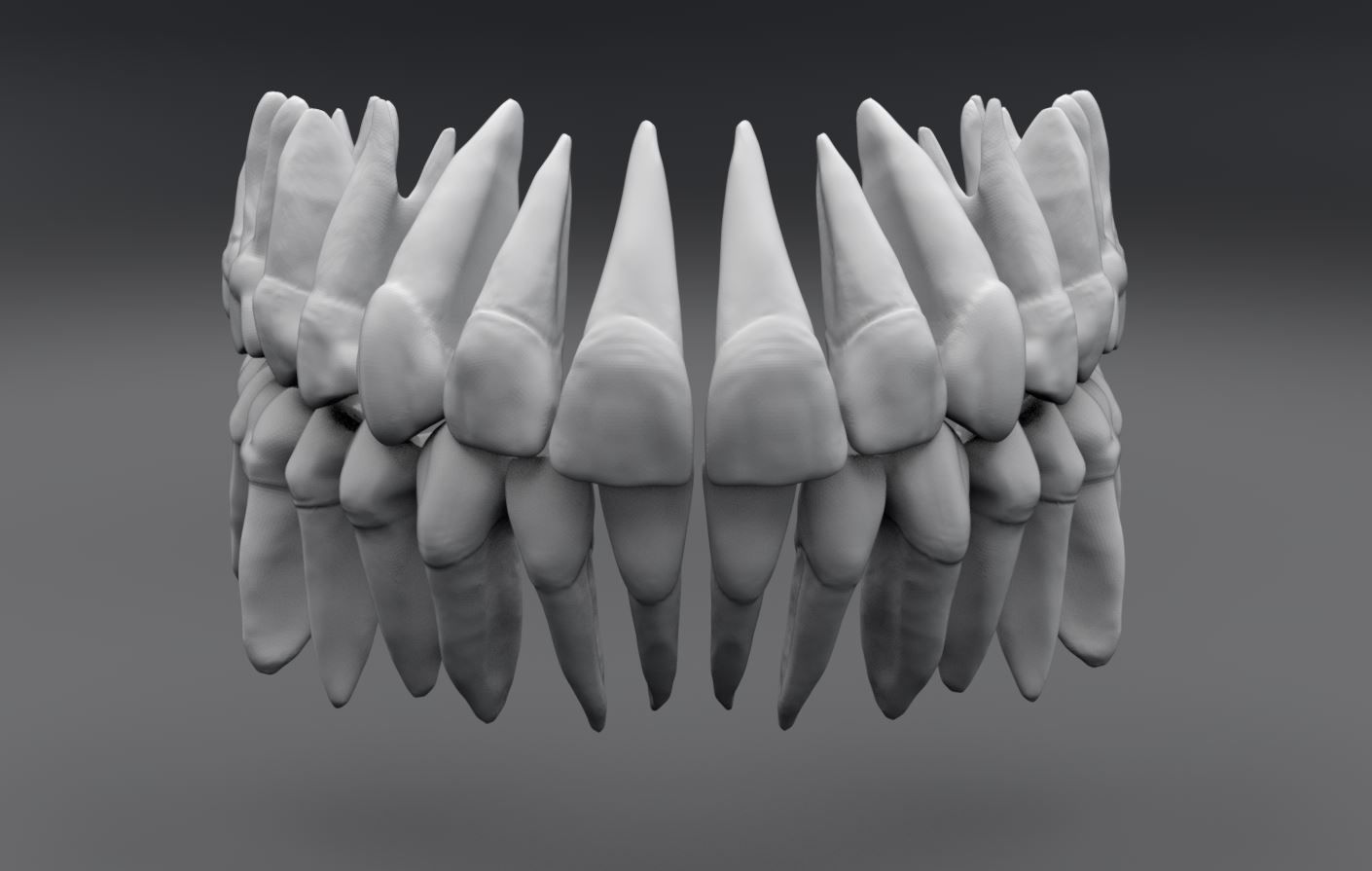 Permanent Teeth with Jaw 3D print model_1