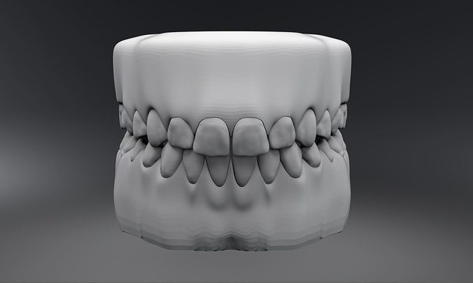Permanent Teeth with Jaw 3D print model
