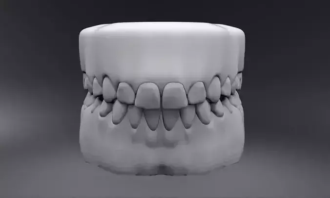 Permanent Teeth with Jaw 3D print model