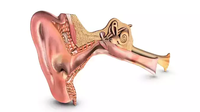 3d render of male human ear anatomy system 3D model