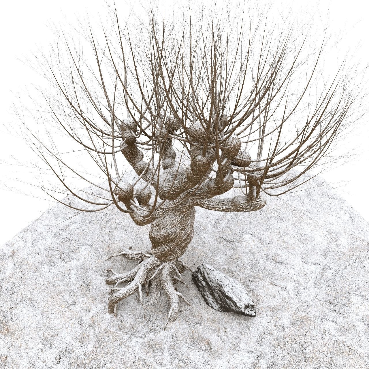 Willow tree corona 3D model_2