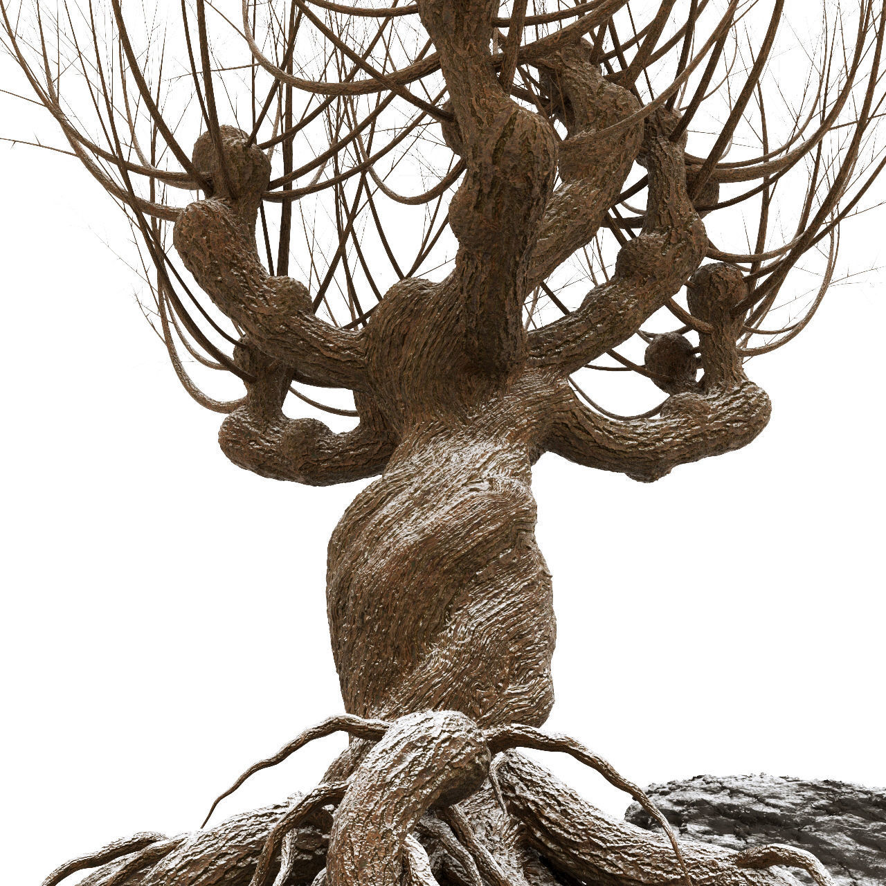 Willow tree corona 3D model_4