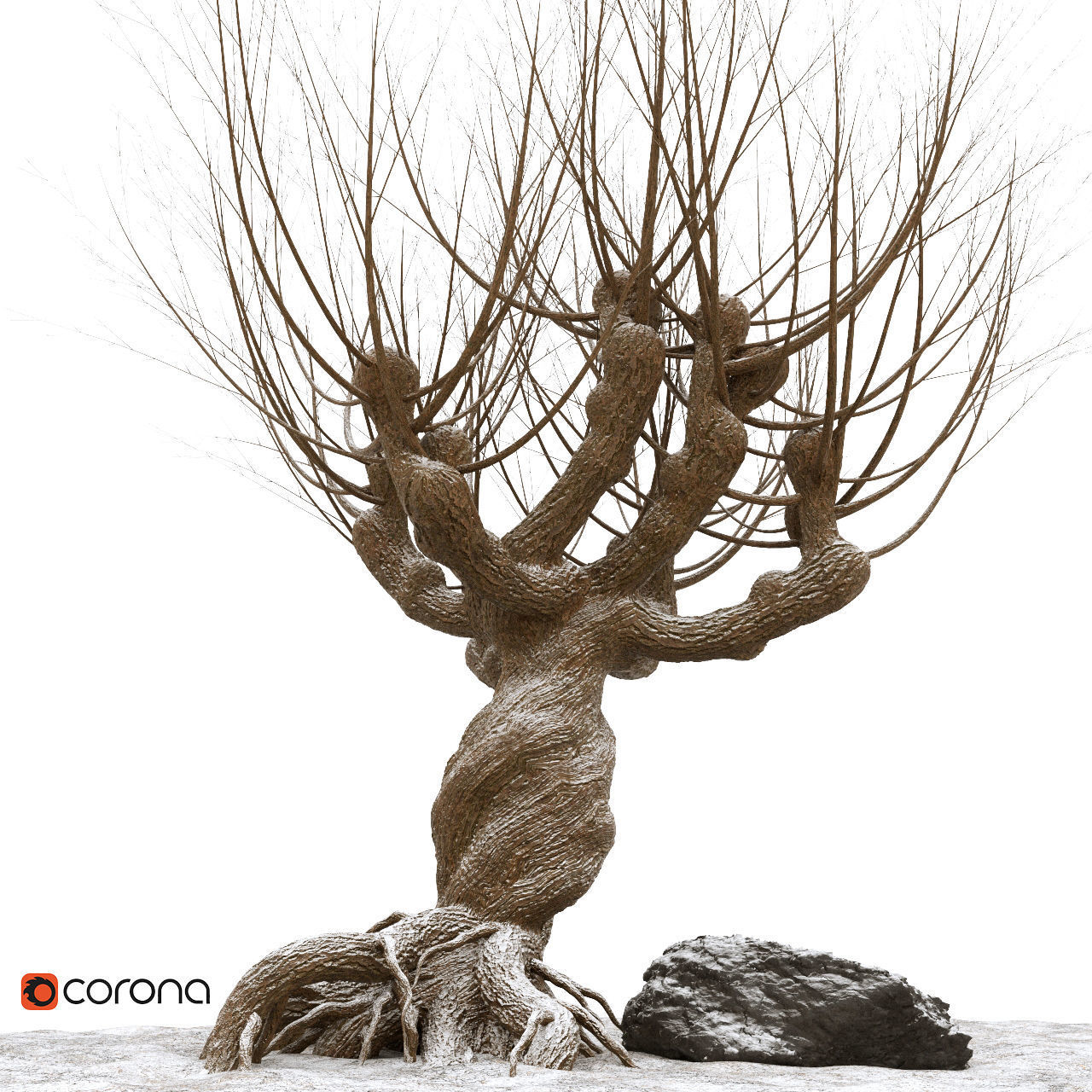 Willow tree corona 3D model_3