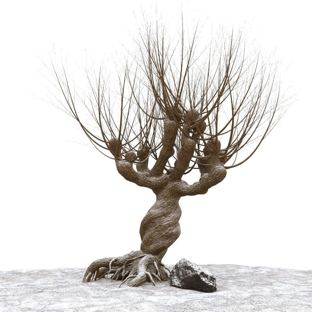 Willow tree corona 3D model_1