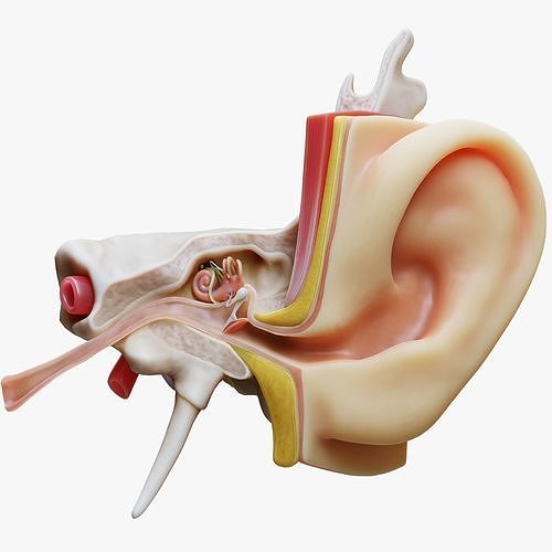 Ear Structure Anatomy Section 3D model