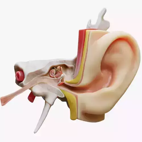 Ear Structure Anatomy Section 3D model