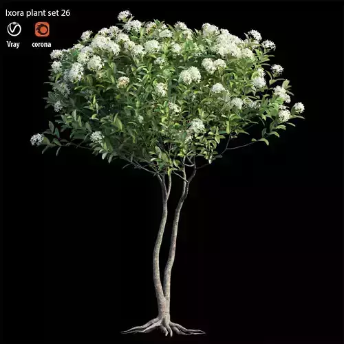 ixora plant set 26 3D model