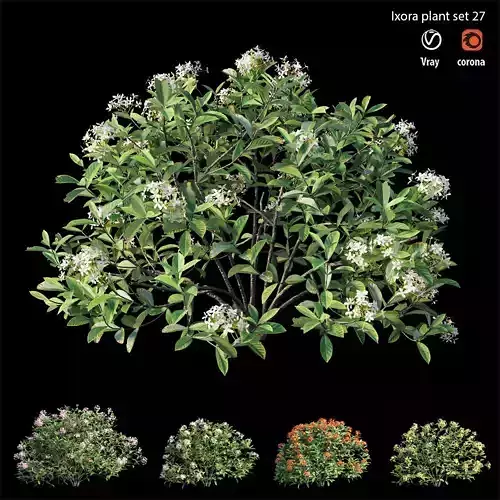 ixora plant set 27 3D model