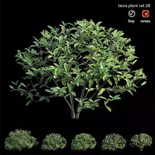 ixora plant set 28 3D model