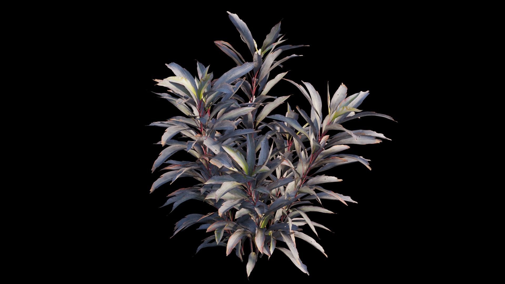 Cordyline Fruticosa plant set 03 Low-poly 3D model_10