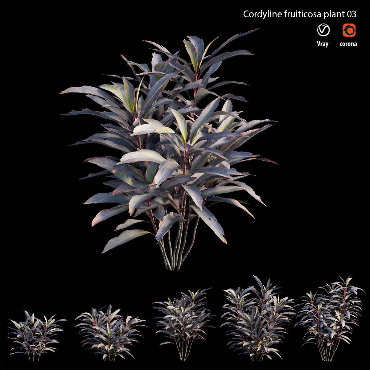 Cordyline Fruticosa plant set 03 Low-poly 3D model_3
