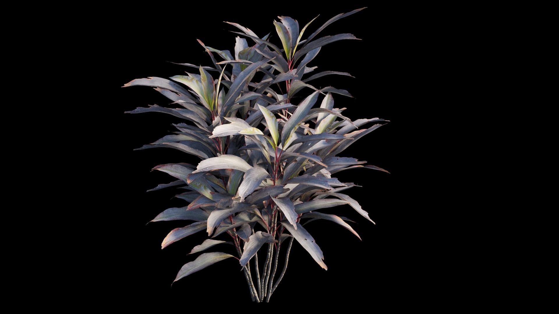 Cordyline Fruticosa plant set 03 Low-poly 3D model_9