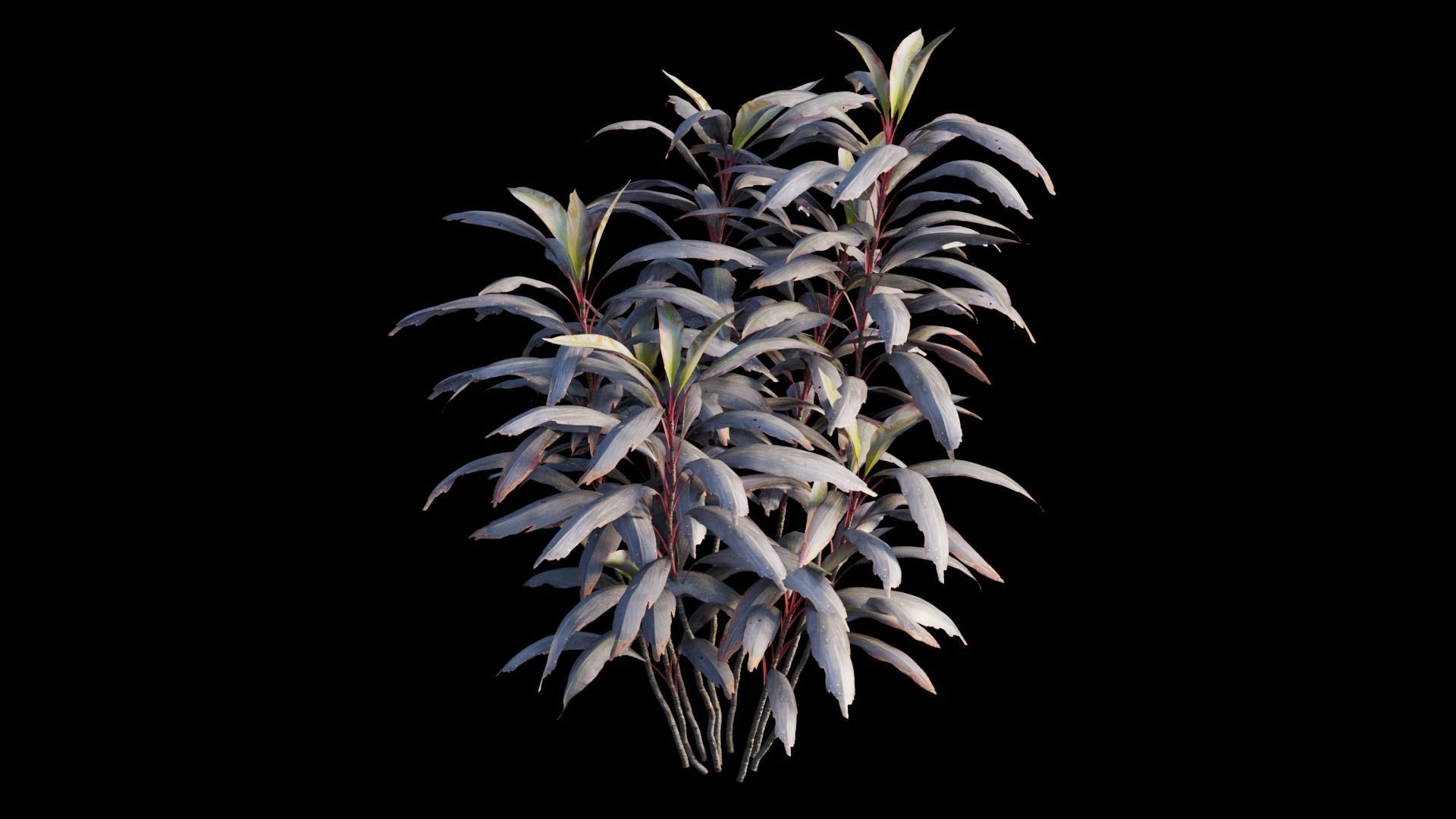 Cordyline Fruticosa plant set 03 Low-poly 3D model_11