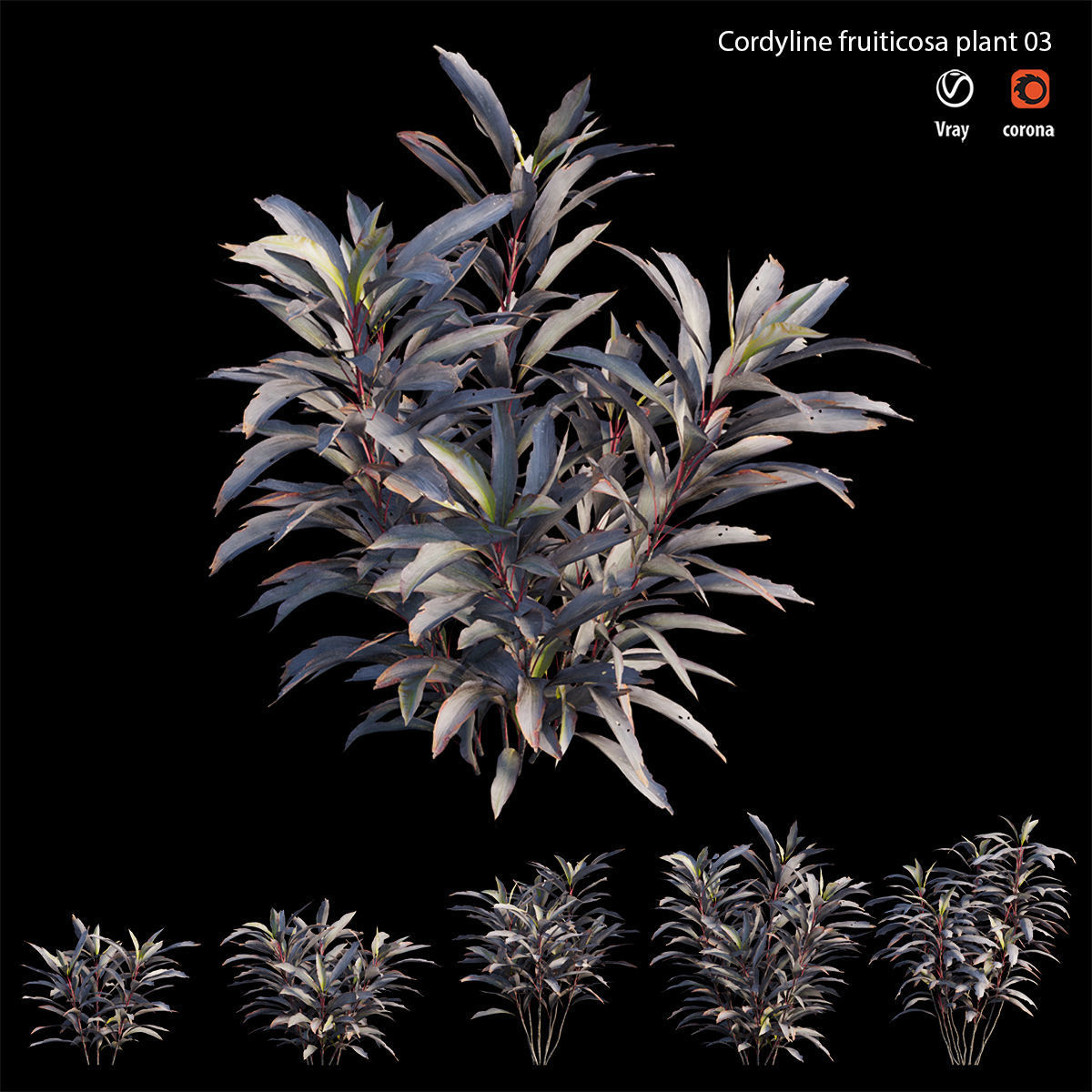 Cordyline Fruticosa plant set 03 Low-poly 3D model_2