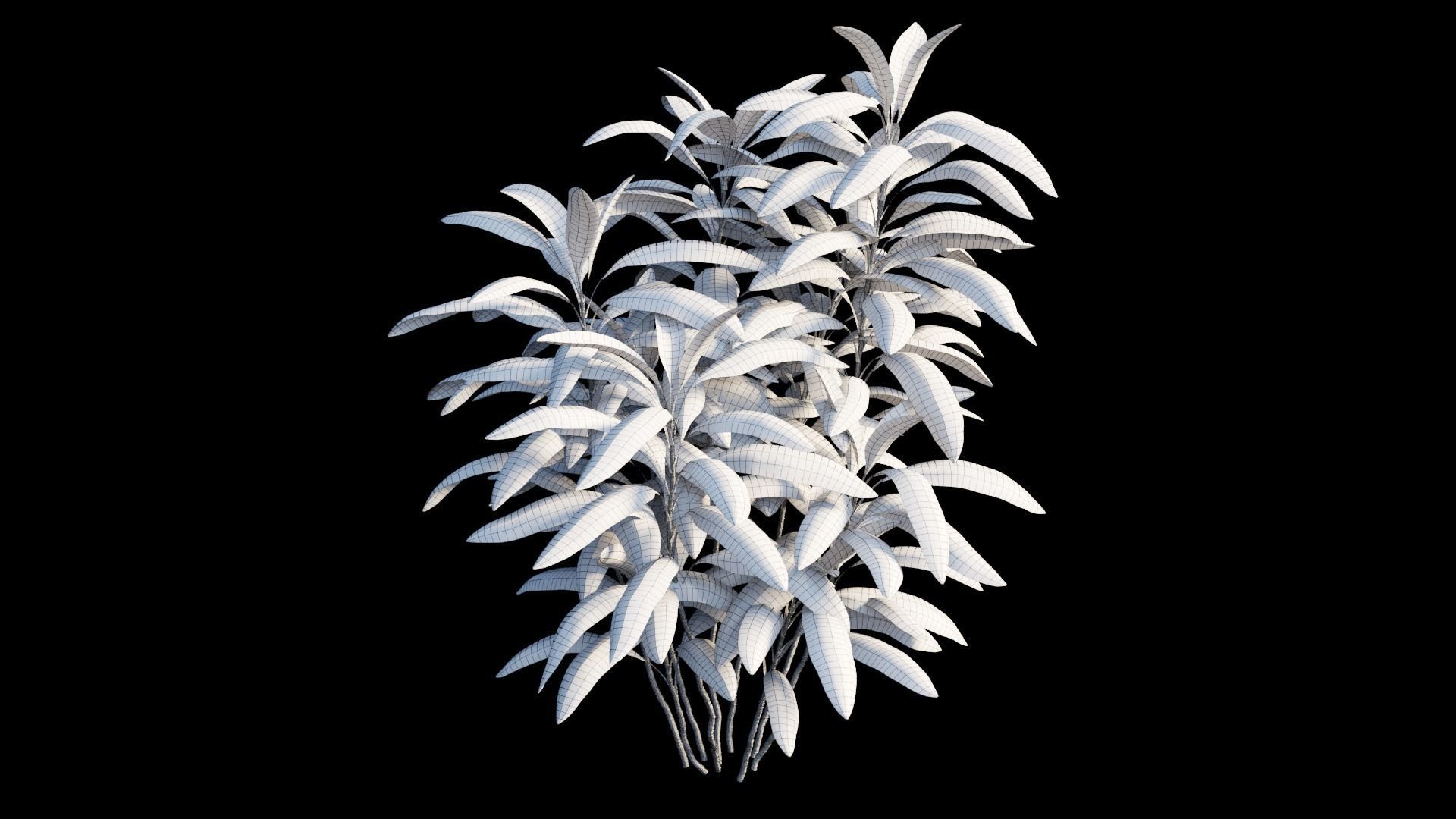 Cordyline Fruticosa plant set 03 Low-poly 3D model_12