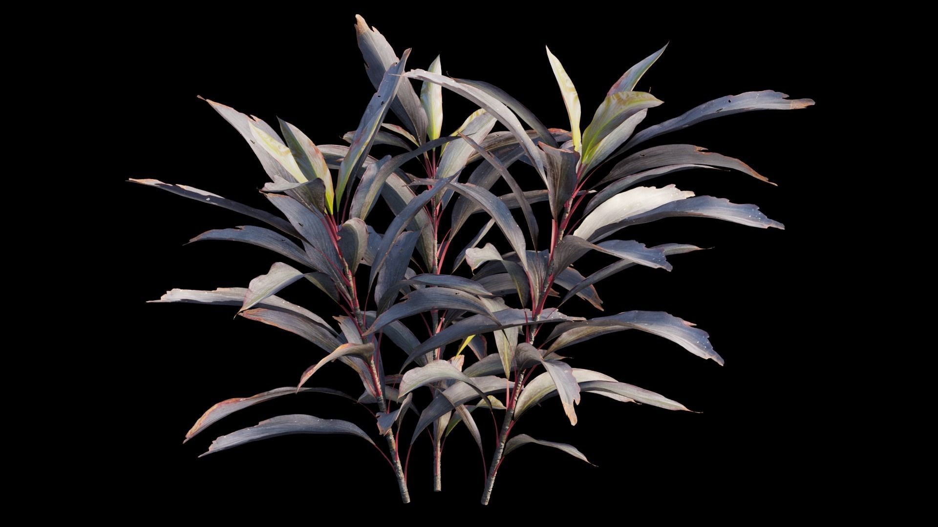 Cordyline Fruticosa plant set 03 Low-poly 3D model_7
