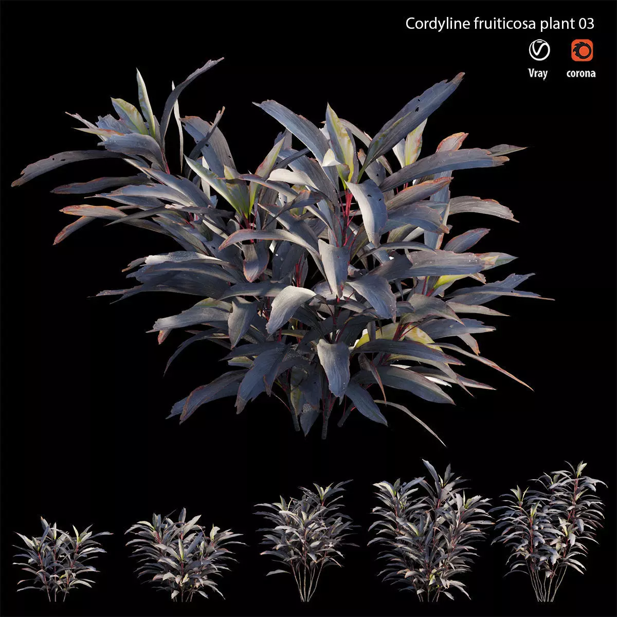 Cordyline Fruticosa plant set 03 Low-poly 3D model_0