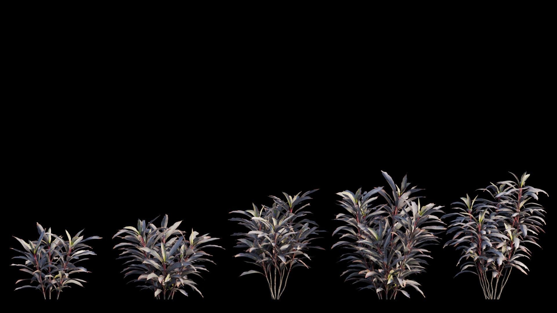 Cordyline Fruticosa plant set 03 Low-poly 3D model_6