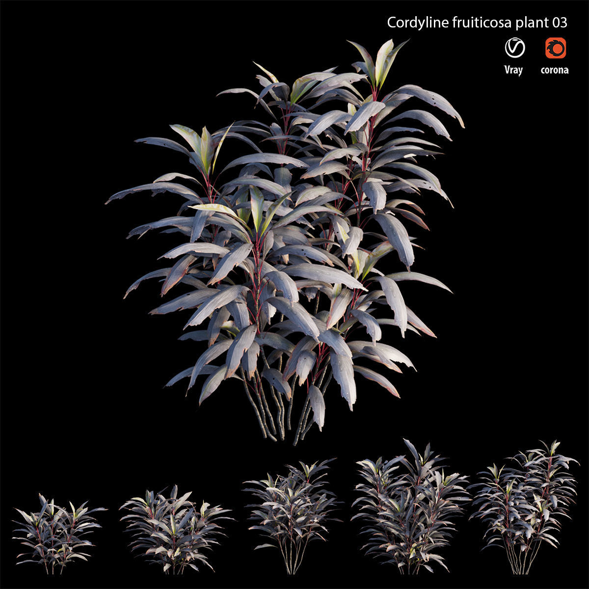 Cordyline Fruticosa plant set 03 Low-poly 3D model_4
