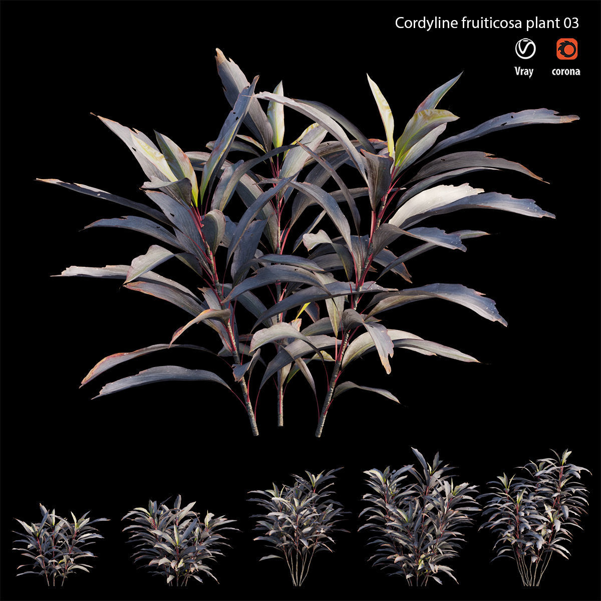 Cordyline Fruticosa plant set 03 Low-poly 3D model_5
