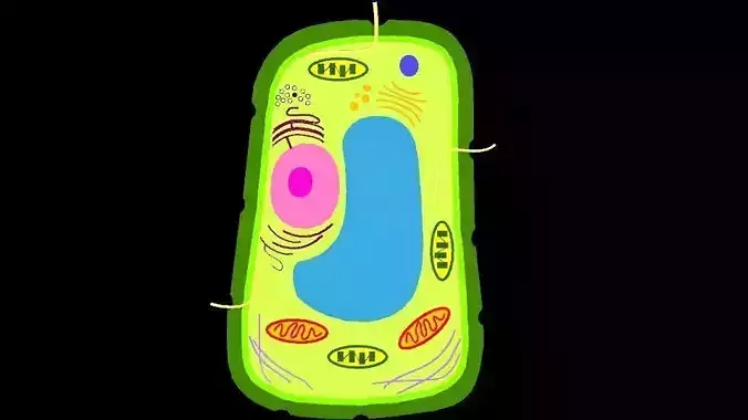 A Plant Cell 3D model