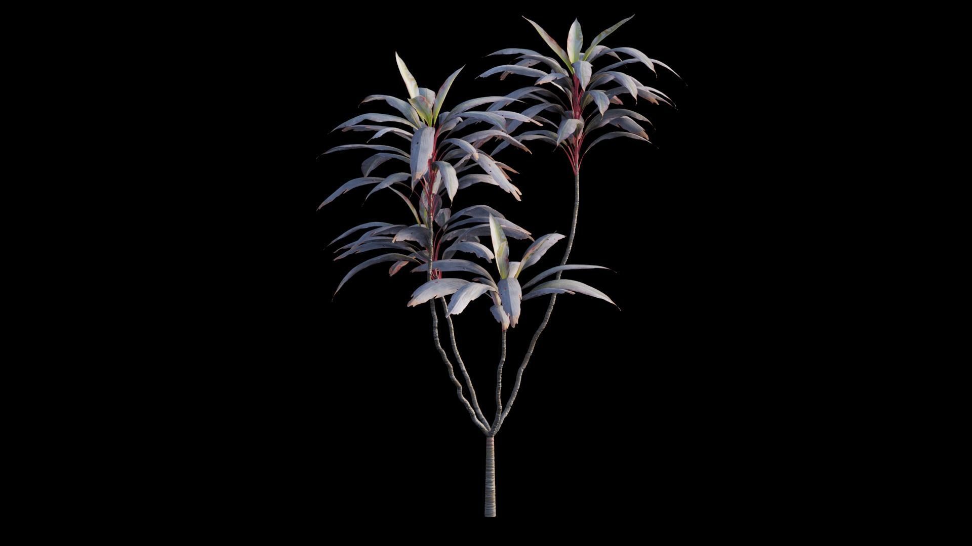 Cordyline fruticosa plant set 04 Low-poly 3D model_12