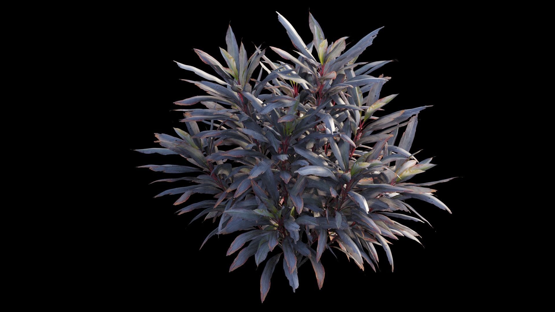 Cordyline fruticosa plant set 04 Low-poly 3D model_8