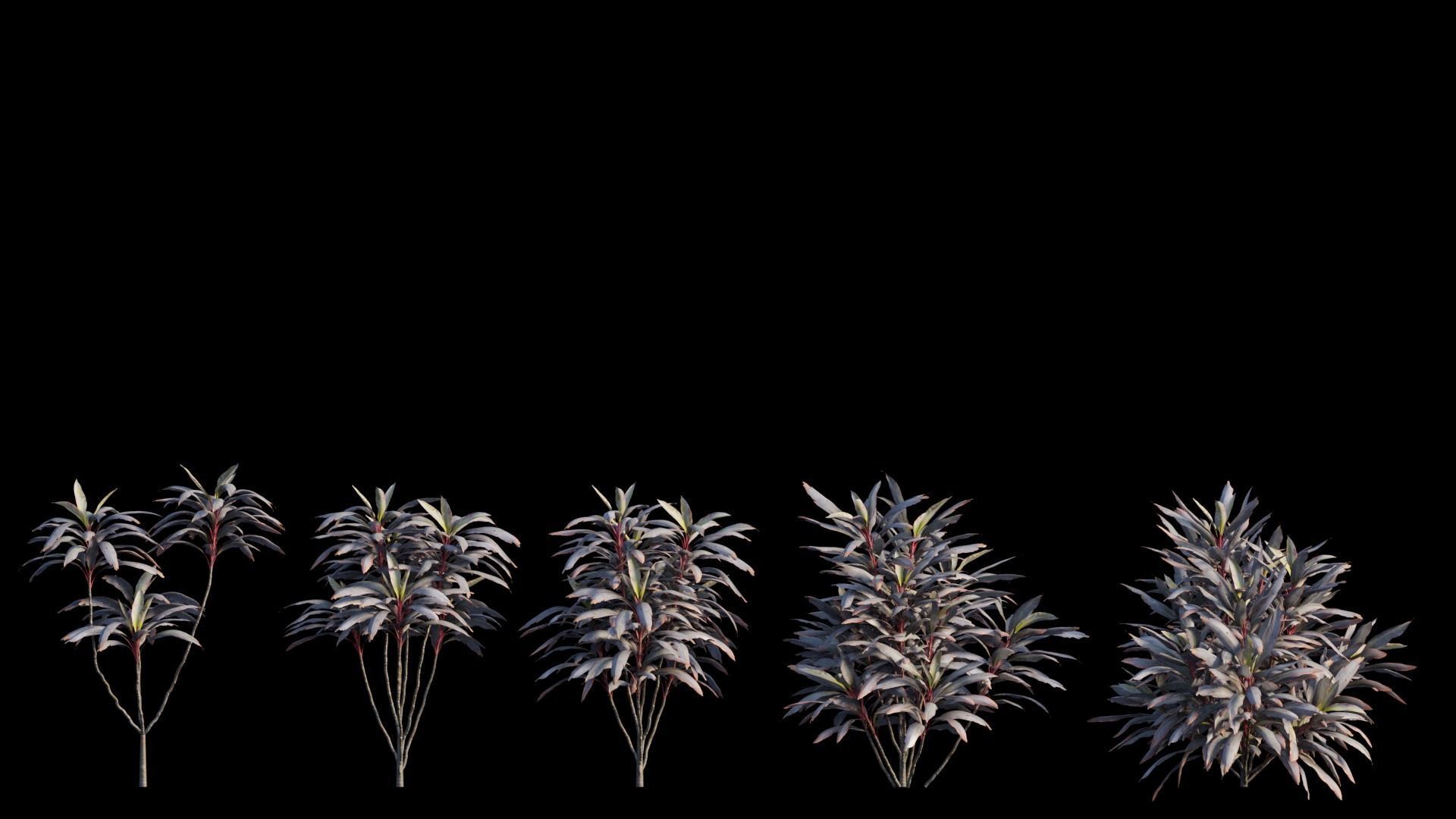 Cordyline fruticosa plant set 04 Low-poly 3D model_7