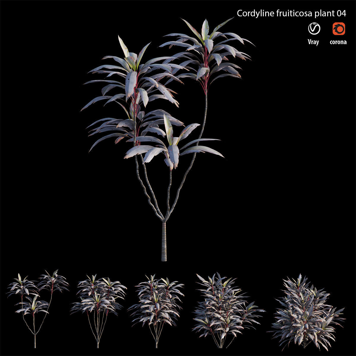 Cordyline fruticosa plant set 04 Low-poly 3D model_5