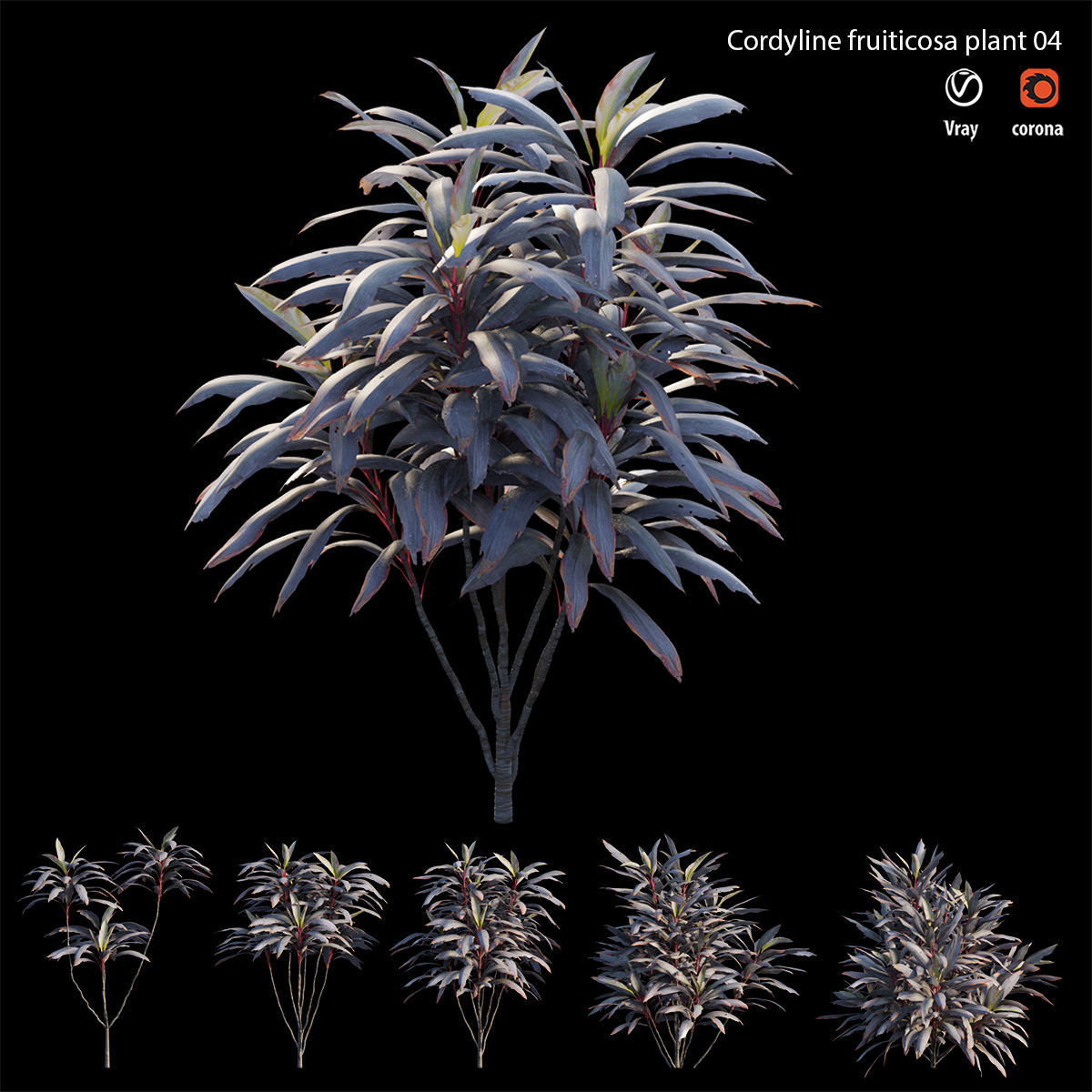 Cordyline fruticosa plant set 04 Low-poly 3D model_3