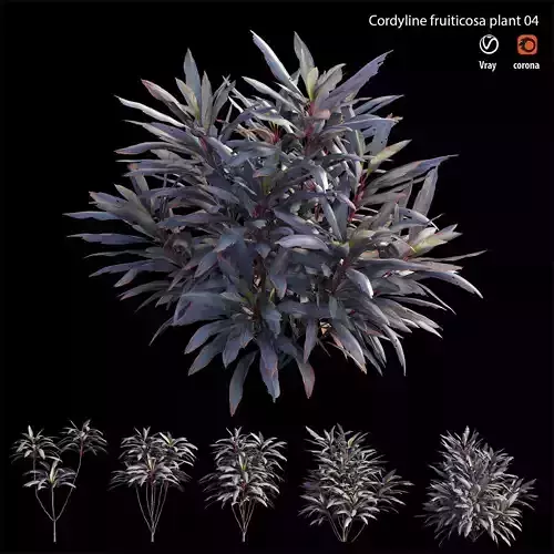 Cordyline fruticosa plant set 04 Low-poly 3D model