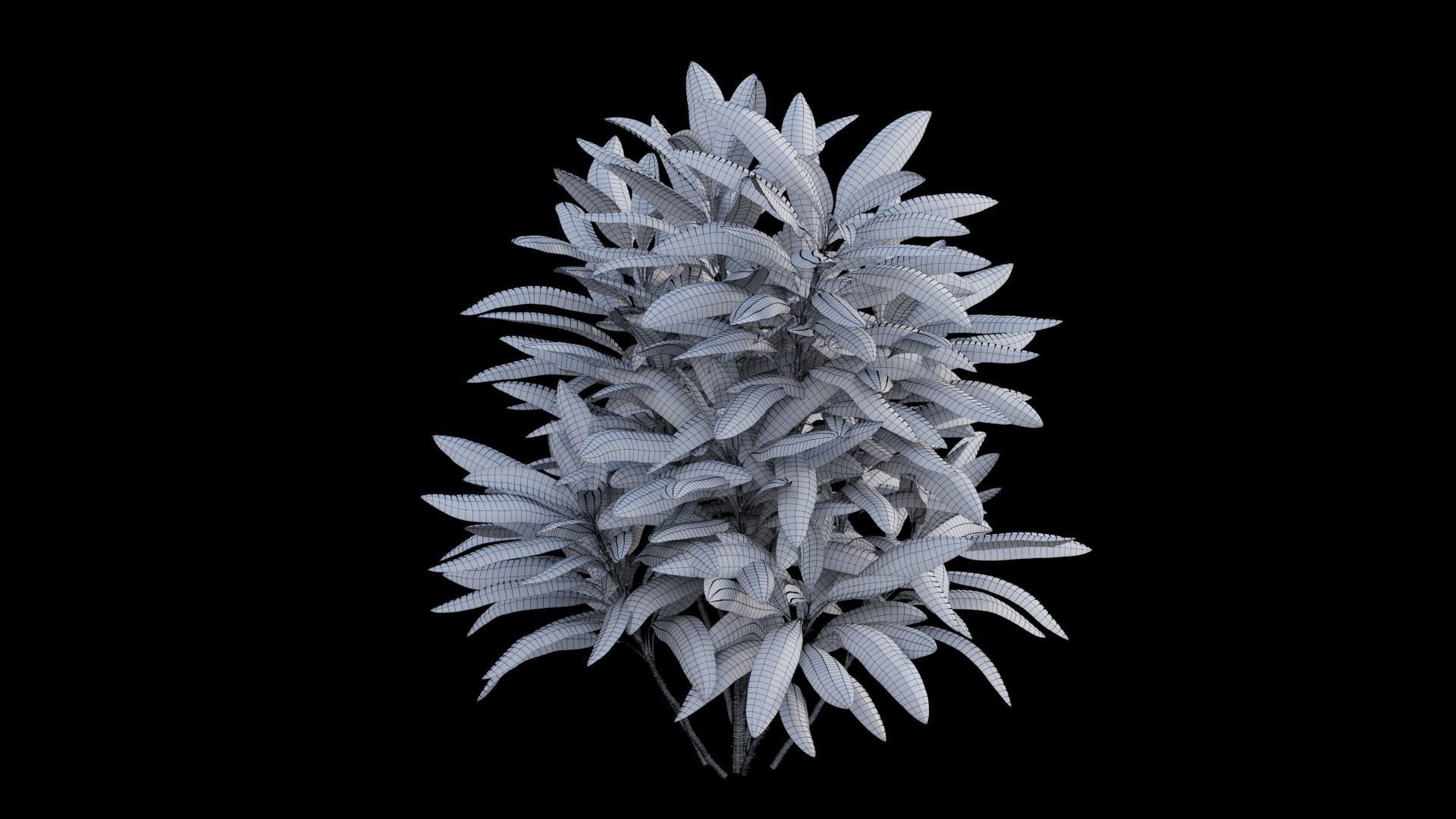 Cordyline fruticosa plant set 04 Low-poly 3D model_13