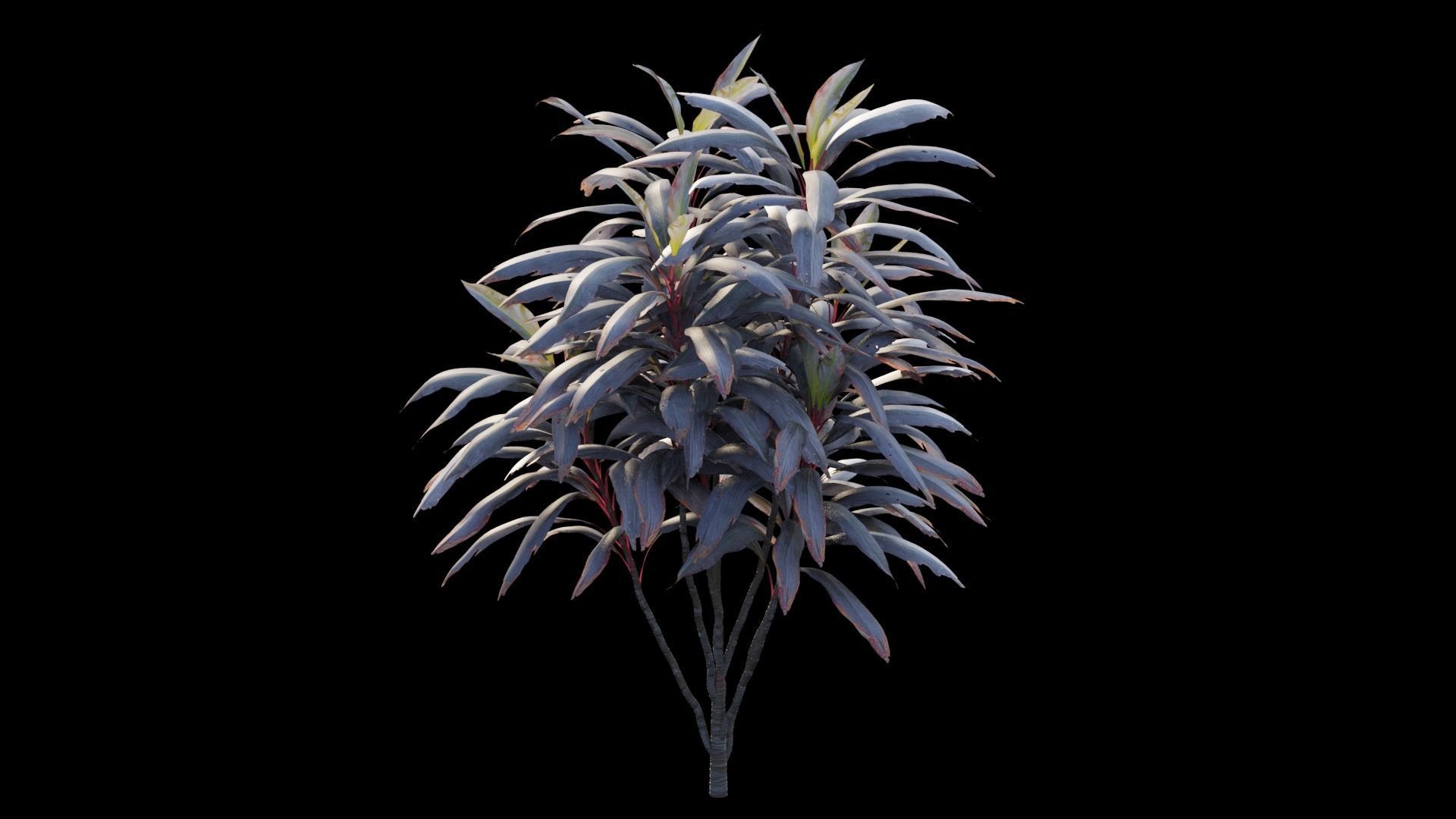 Cordyline fruticosa plant set 04 Low-poly 3D model_10