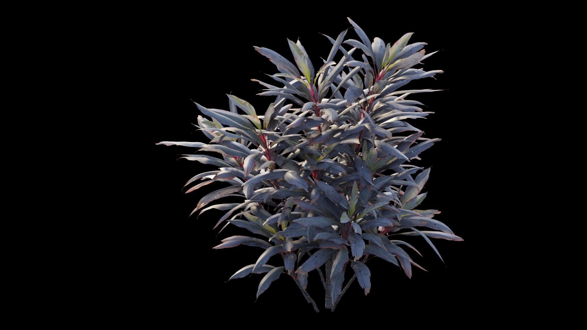 Cordyline fruticosa plant set 04 Low-poly 3D model_9