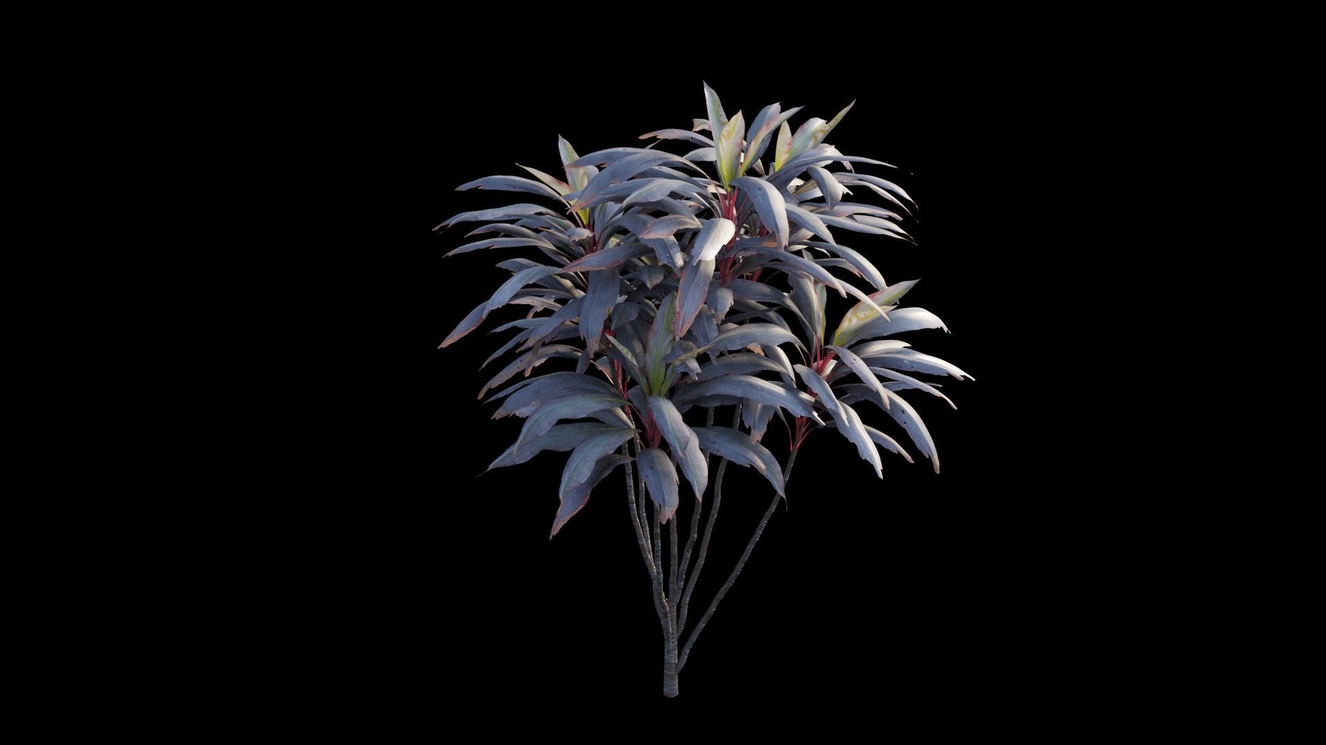 Cordyline fruticosa plant set 04 Low-poly 3D model_11