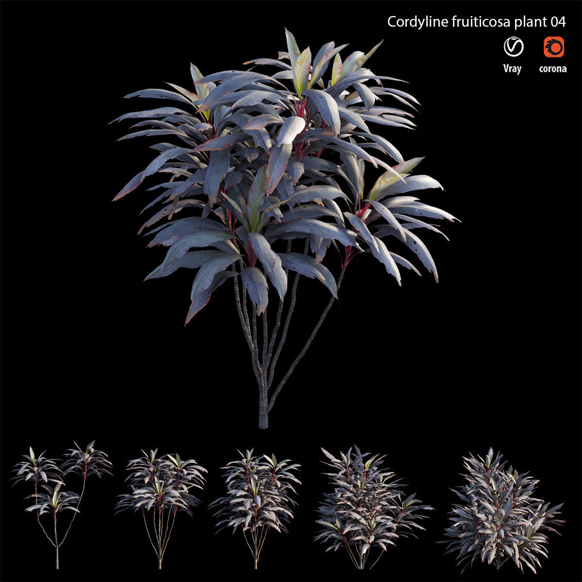 Cordyline fruticosa plant set 04 Low-poly 3D model_4