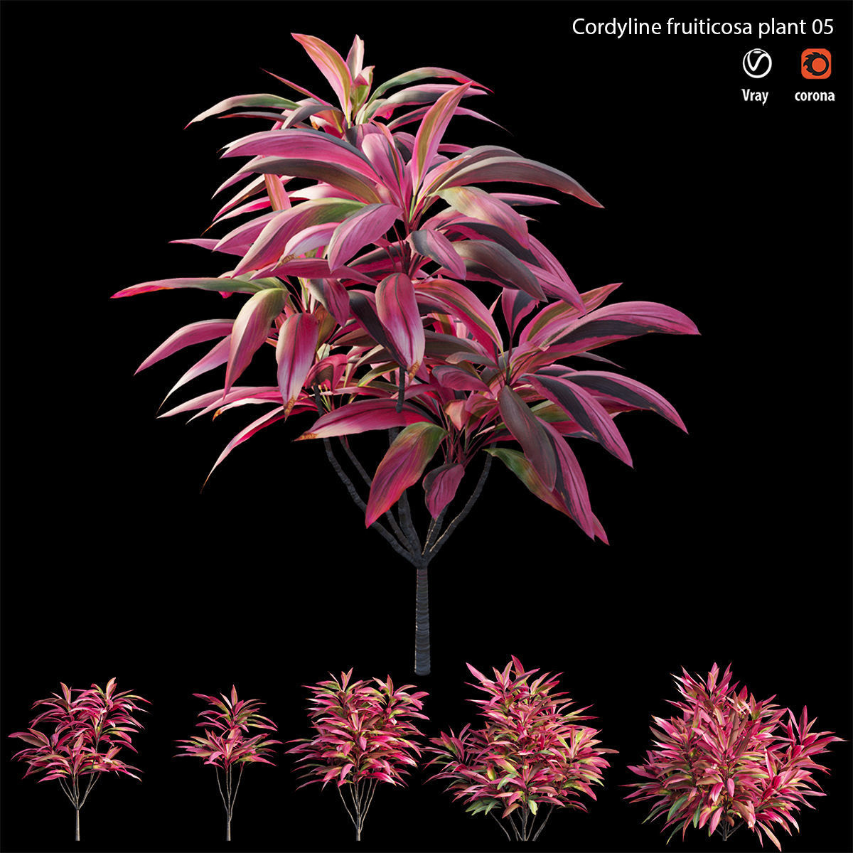 Cordyline fruticosa plant set 05 Low-poly 3D model_4