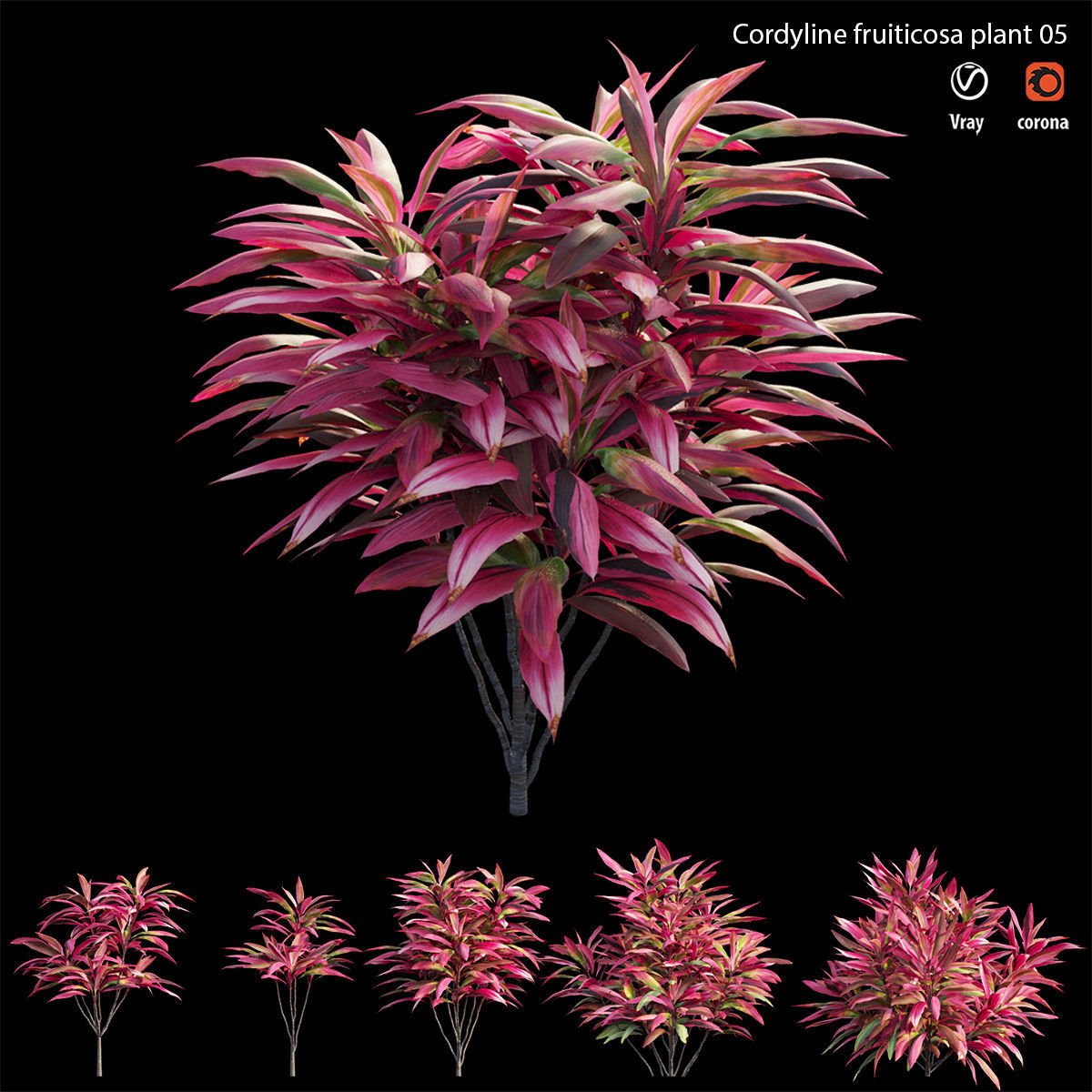 Cordyline fruticosa plant set 05 Low-poly 3D model_2