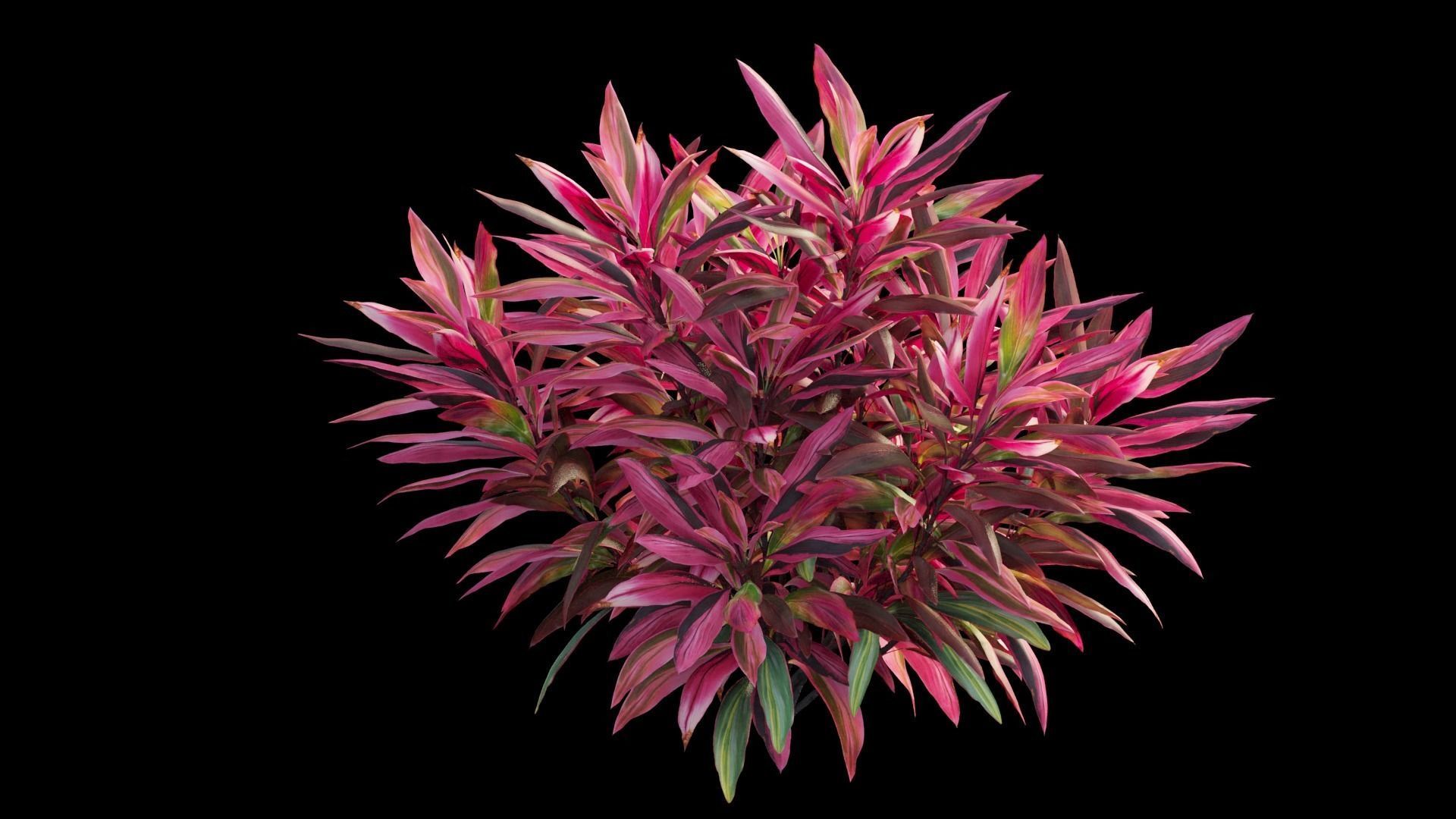 Cordyline fruticosa plant set 05 Low-poly 3D model_7