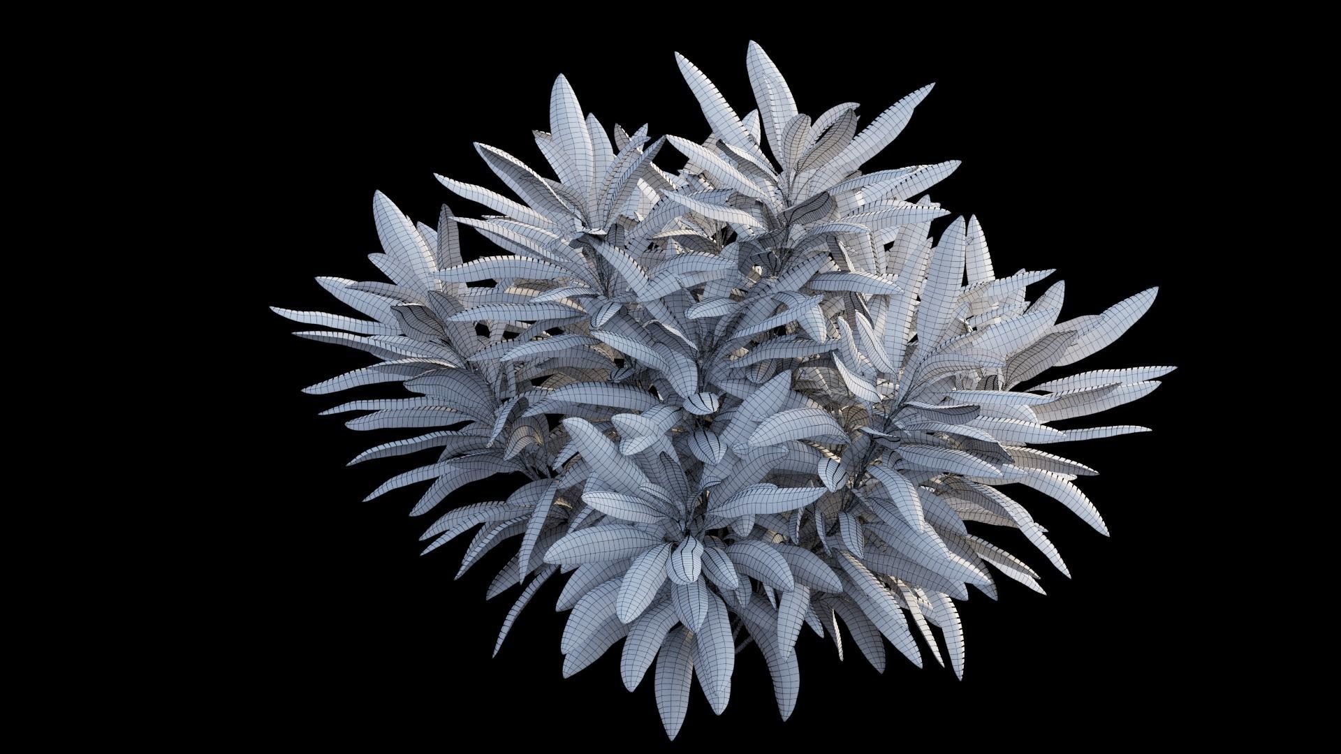 Cordyline fruticosa plant set 05 Low-poly 3D model_8