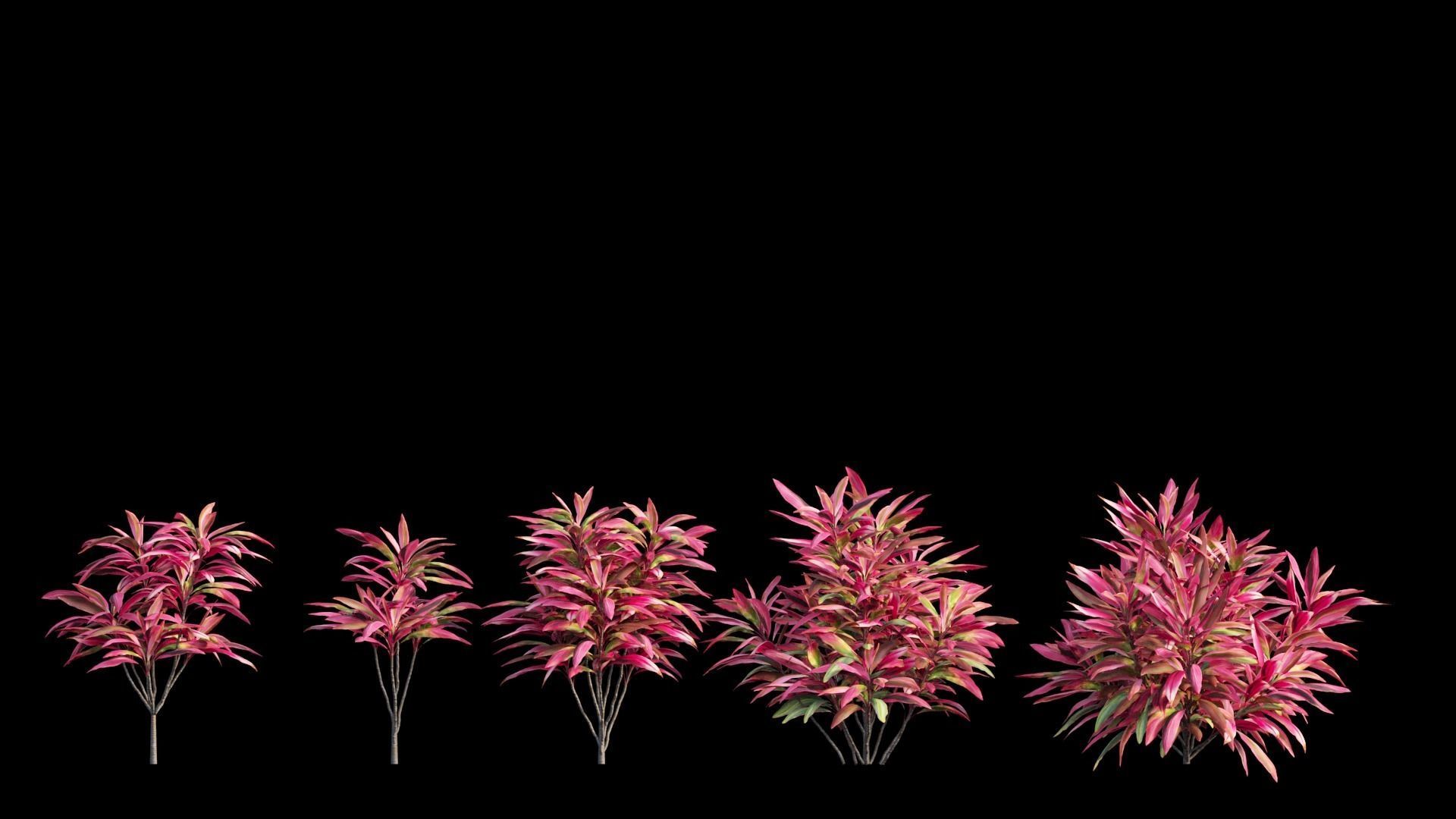 Cordyline fruticosa plant set 05 Low-poly 3D model_6