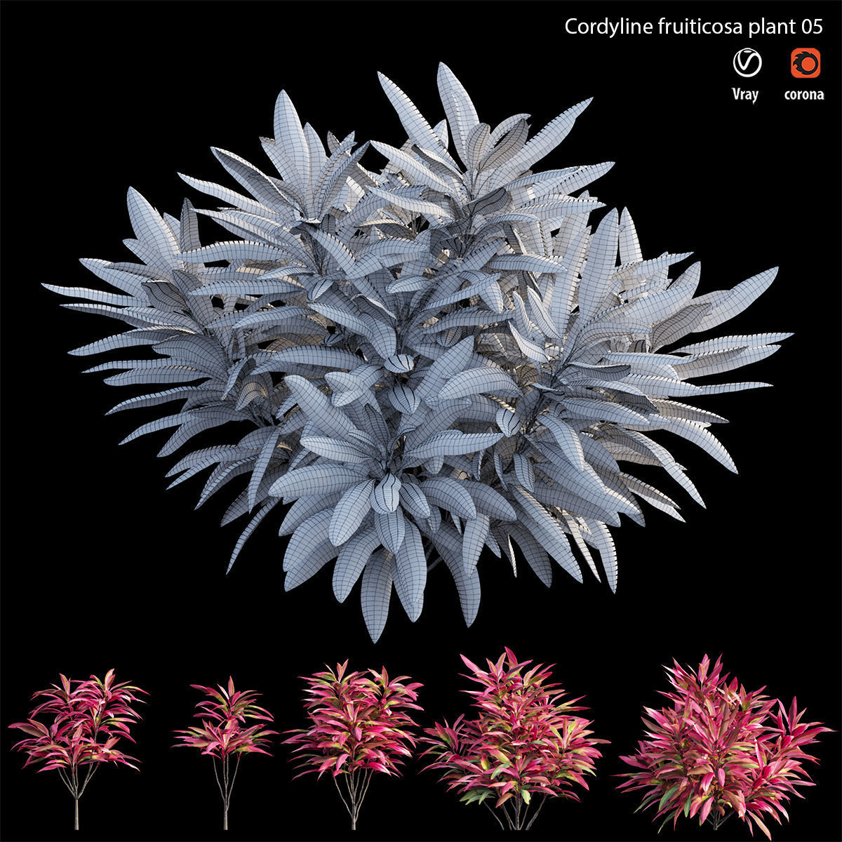 Cordyline fruticosa plant set 05 Low-poly 3D model_5