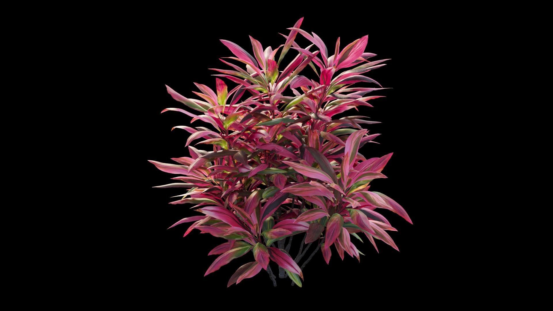 Cordyline fruticosa plant set 05 Low-poly 3D model_9