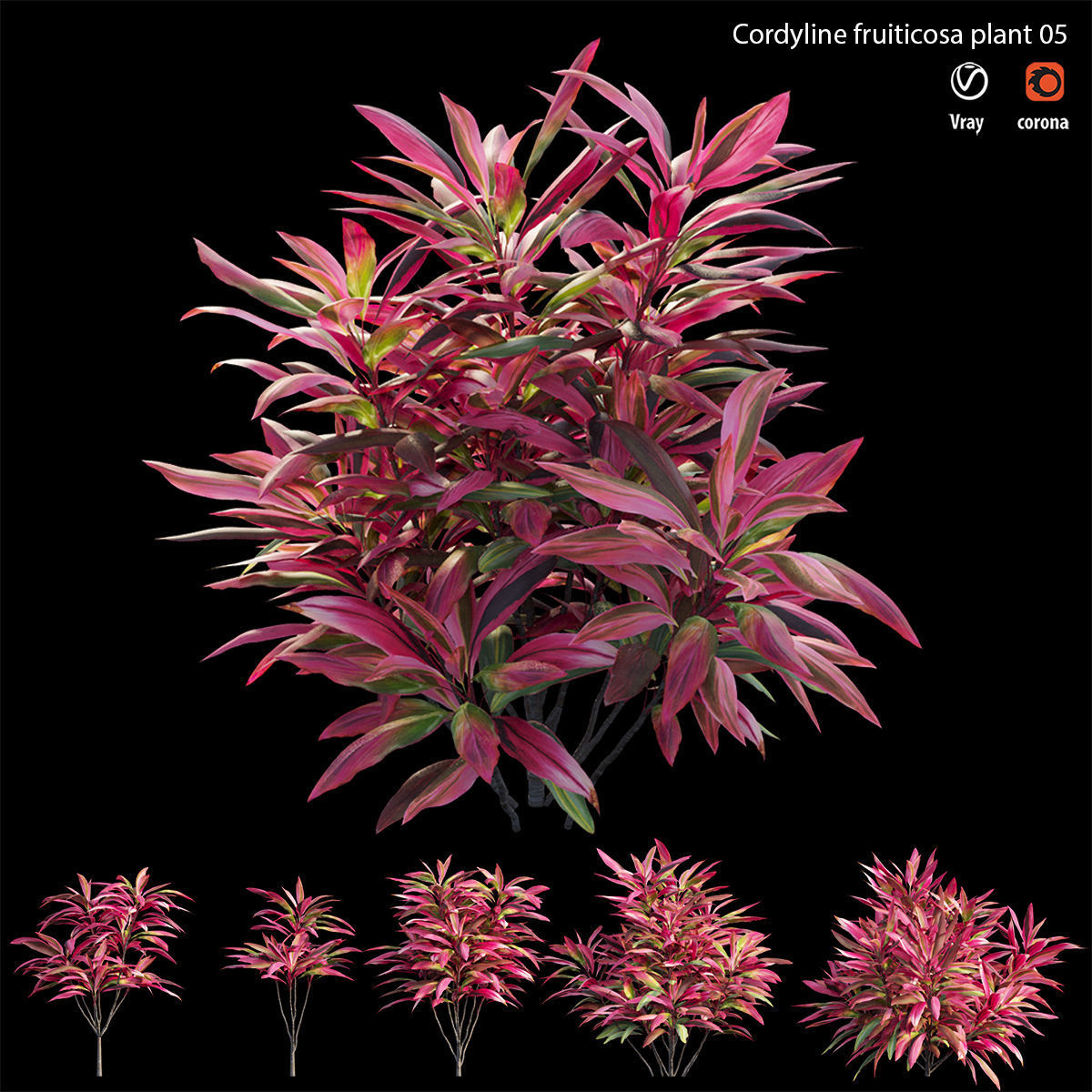 Cordyline fruticosa plant set 05 Low-poly 3D model_1