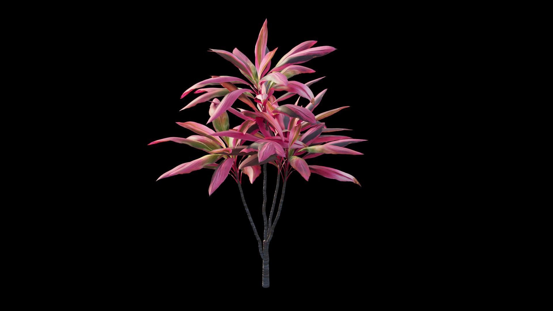 Cordyline fruticosa plant set 05 Low-poly 3D model_11