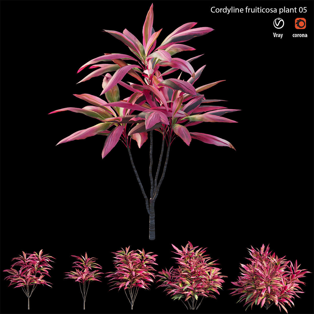 Cordyline fruticosa plant set 05 Low-poly 3D model_3
